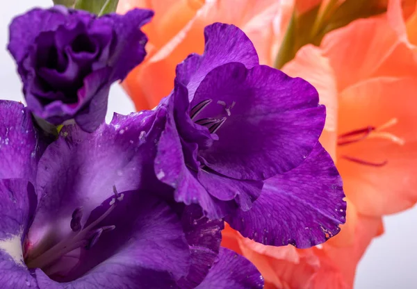Közelkép Szépség Lila Gladiolus Virág — Stock Fotó