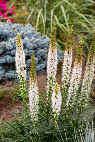 花壇の庭の白いリアトリスの花 — ストック写真