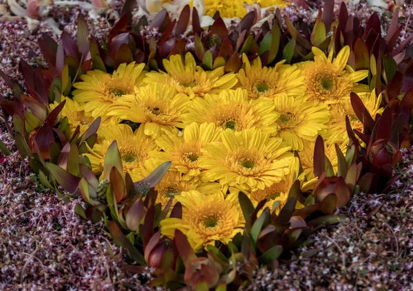 Kompozycja Kolorowych Kwiatów Kształcie Serca — Zdjęcie stockowe