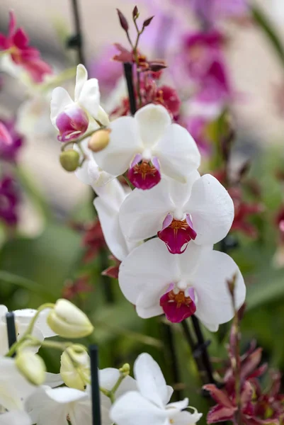 Primo Piano Bellezza Colorato Fiore Orchidea — Foto Stock