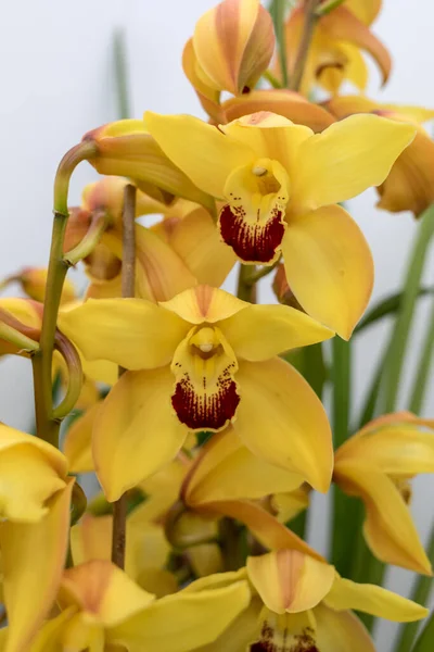 Gros Plan Beauté Jaune Fleur Orchidée — Photo