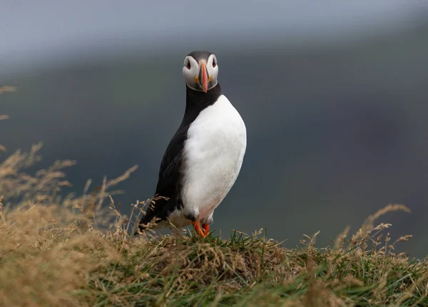 Atlantische Papegaaiduiker Ook Bekend Als Gewone Papegaaiduiker — Stockfoto