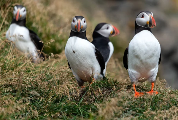 Atlantic Puffin Also Known Common Puffin Stock Image