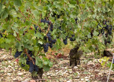 Aube şubesinin Cote des Bar bölgesinde şampanya bağları. Fransa