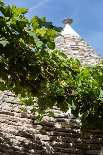 Uvas Techo Piedra Casa Trulli Alberobello Italia Estilo Construcción Específico — Foto de Stock