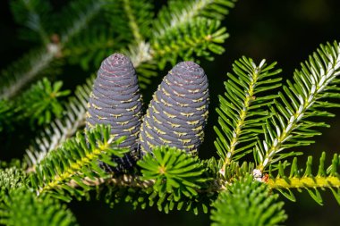 Koreli Firavun 'un konileri - Bahçedeki Abies Koreana