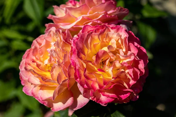 Flores Rosas Coloridas Ramo Jardim — Fotografia de Stock