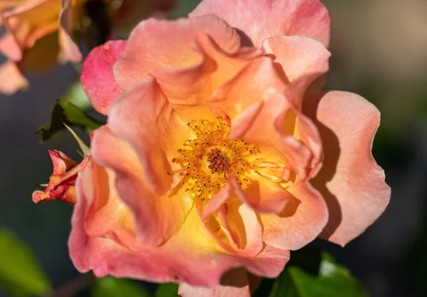 Rosas Coloridas Flores Rama Jardín — Foto de Stock