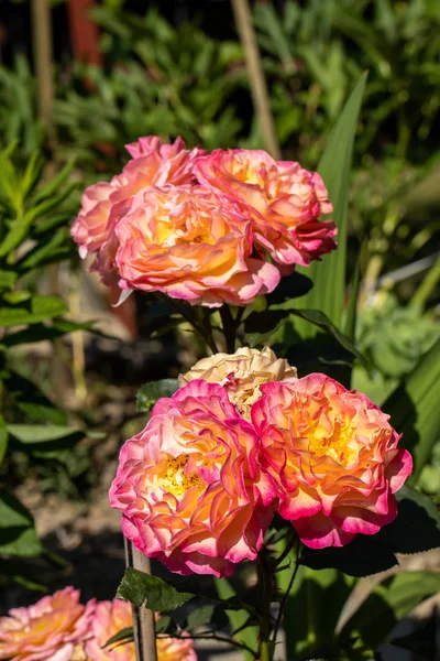 庭の枝にカラフルなバラの花 — ストック写真