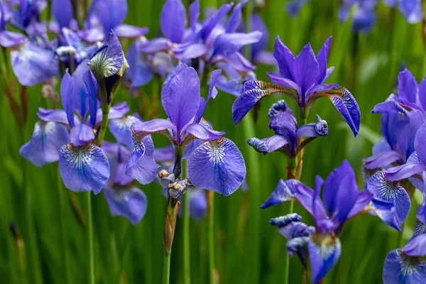 Fleurs Bleues Iris Versicolor Magnifiquement Fleurissant Dans Jardin — Photo