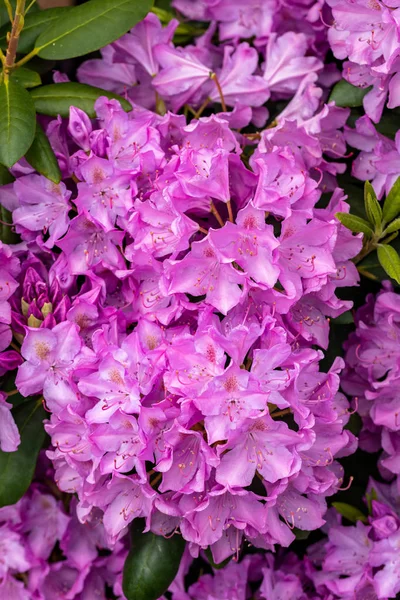Kvetoucí Růžové Květy Rhodenronu Skvělá Dekorace Pro Každou Zahradu — Stock fotografie