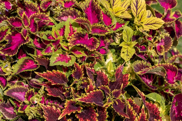 The purple and green leaves of a Coleus