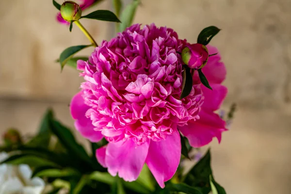 Knop Van Roze Pioenroos Bloem Tuin — Stockfoto