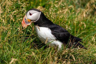 Atlantik martısı, bilinen adıyla martı. 