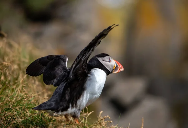 Atlantický Puffin Také Známý Jako Obyčejný Puffin — Stock fotografie