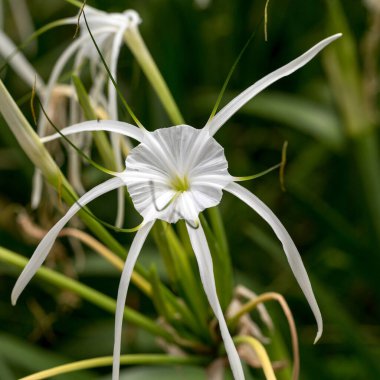Bir Perulu nergis ya da plaj örümcek zambak, Hymenocallis littoralis, çiçekli süs soğanlı bitki