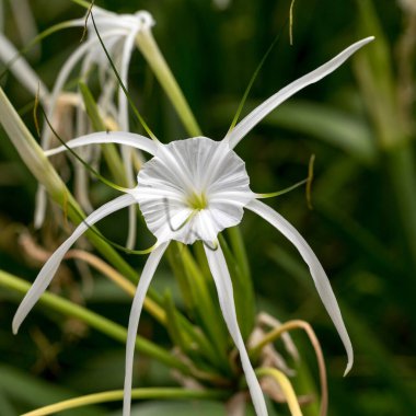 A Peruvian daffodil or beach spider lily, Hymenocallis littoralis, flowering ornamental bulbous plant clipart