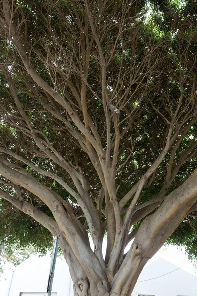 Southern Magnolia, Magnolia grandiflora - old magnolia tree in  funchal public park on Madeira. Portugal