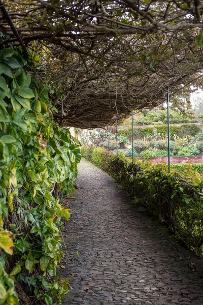 Tropikalny Ogród Botaniczny Funchal Maderze Portugalia — Zdjęcie stockowe