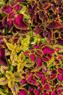 bir coleus mor ve yeşil yaprakları 