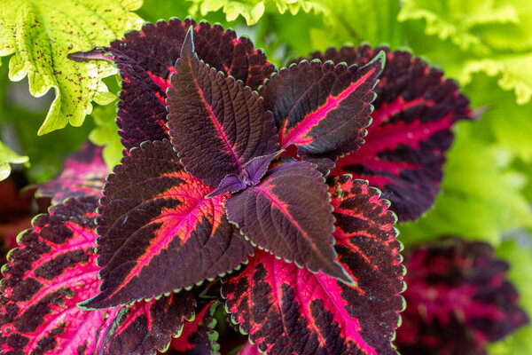 The purple and green leaves of a Coleus 