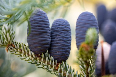 Koreli Firavun 'un konileri - Bahçedeki Abies Koreana