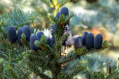 Koreli Firavun 'un konileri - Bahçedeki Abies Koreana