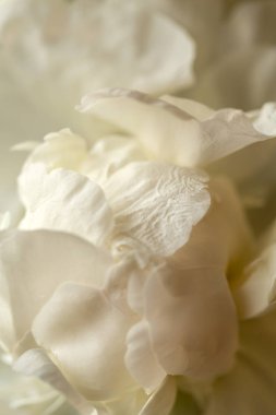 Bahçedeki beyaz şakayık çiçeği tomurcuğu