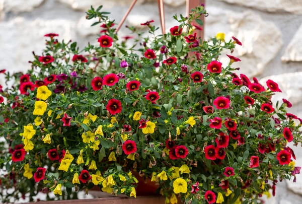 Rote Und Gelbe Petunienblüten Topf — Stockfoto