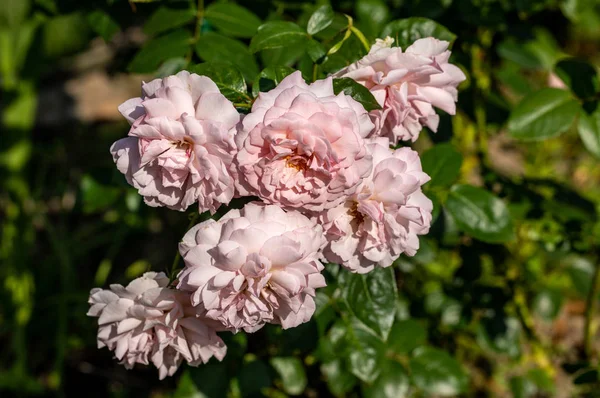 Fioritura Fiori Rose Sul Ramo Giardino — Foto Stock