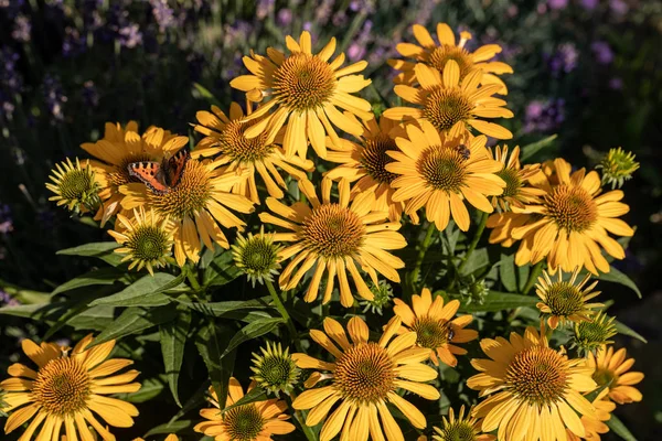 Rudbekia Yellow Daisy Flowers Ornamental Garden — Stock Photo, Image