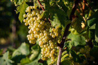 Valdobbiadene tepelerinde hasat için üzüm bağındaki Prosecco beyaz üzümleri. Veneto. İtalya