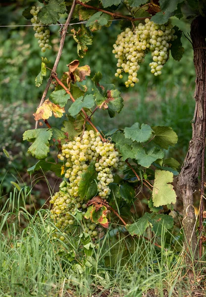 Prosecco Witte Druiven Een Wijngaard Befor Oogsten Valdobbiadene Heuvels Veneto — Stockfoto