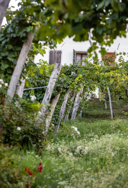 Malownicze Wzgórza Winnicami Regionu Wina Musującego Prosecco Valdobbiadene Włochy — Zdjęcie stockowe