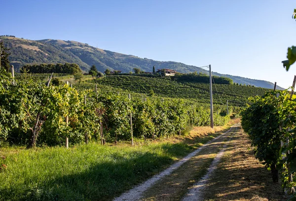 Pintorescas Colinas Con Viñedos Región Vinícola Espumosa Prosecco Valdobbiadene Italia — Foto de Stock