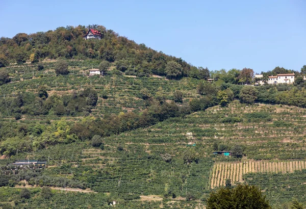 Живописные Холмы Виноградниками Просекко Между Вальдоббьядене Конельяно Италия — стоковое фото