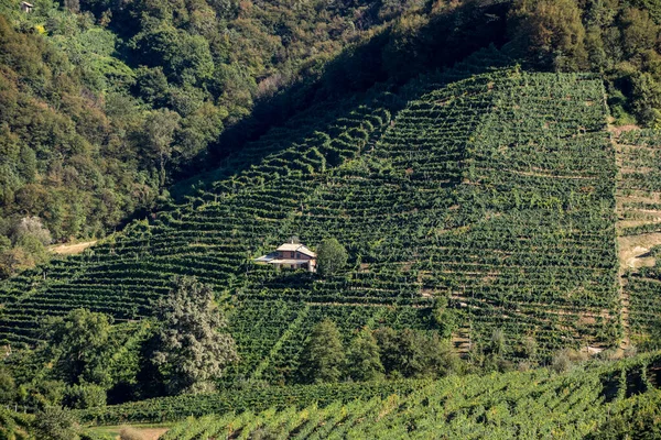 Bukit Picturesque Dengan Kebun Anggur Prosecco Daerah Anggur Berkilau Santo — Stok Foto