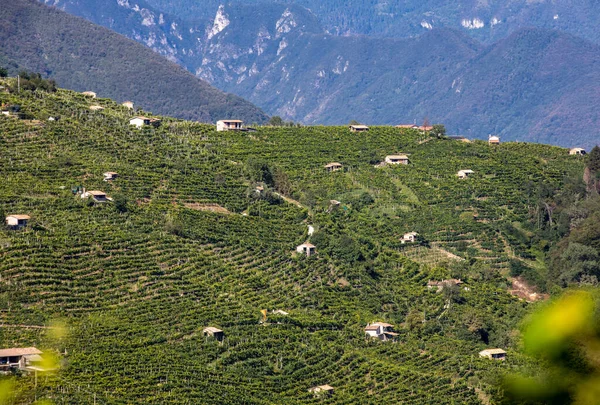 Colline Pittoresche Con Vigneti Della Regione Spumante Del Prosecco Guietta — Foto Stock