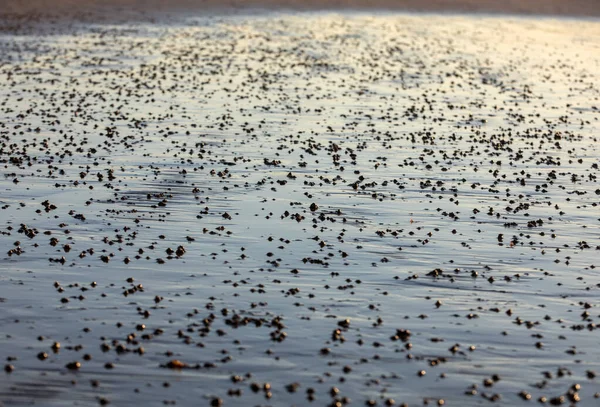 日没時の太陽の光を反射するビーチ抽象的で湿った砂 — ストック写真