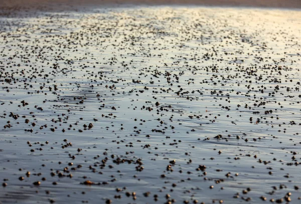 Playa Abstracta Arena Húmeda Que Refleja Luz Del Sol Durante —  Fotos de Stock