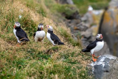 Atlantik martısı, bilinen adıyla martı. 