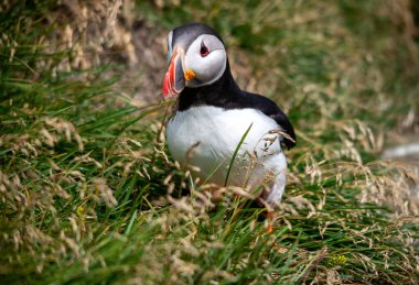 Atlantik martısı, bilinen adıyla martı. 