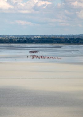 Koyda bir grup yürüyüşçü alçak gelgitte. Bilge bir rehberle körfezde yürüyüş yapmak. Mont Saint-Michel, Normandiya, Fransa 