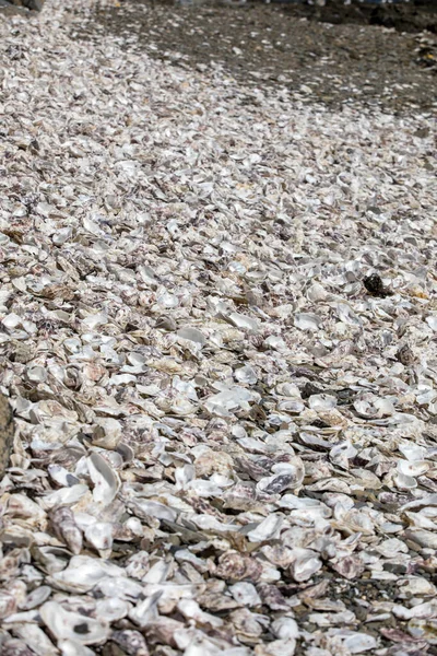 Migliaia Gusci Vuoti Ostriche Mangiate Scartate Sul Fondo Del Mare — Foto Stock