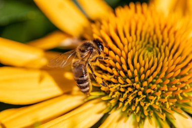 Rudbekia Süs bahçesinde sarı papatya çiçekleri