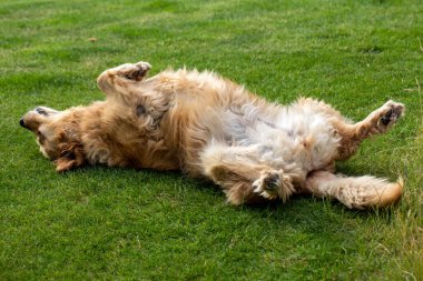 Bahçedeki yeşil çimlerin üzerinde güzel bir golden retriever