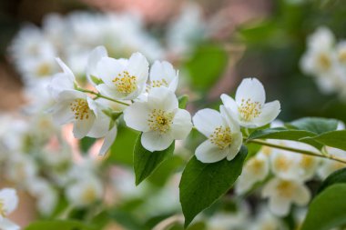Yasemin bahçe içinde güzel çiçek şube