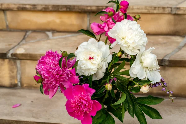 庭のピンクと白の牡丹の花の芽 — ストック写真