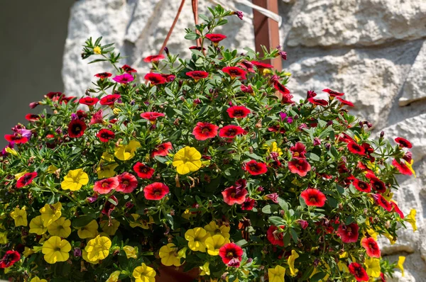 Red Yellow Petunia Flowers Pot — Stock Photo, Image