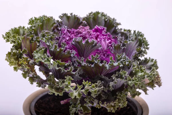 Ornamental Purple Kale or cabbage on white background